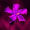 Purple Oleander Flower Diamond Painting