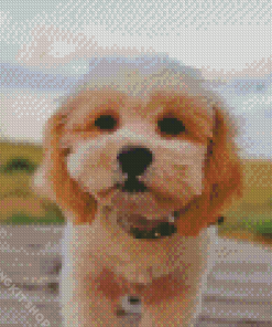 Shihpoo Dog Diamond Painting