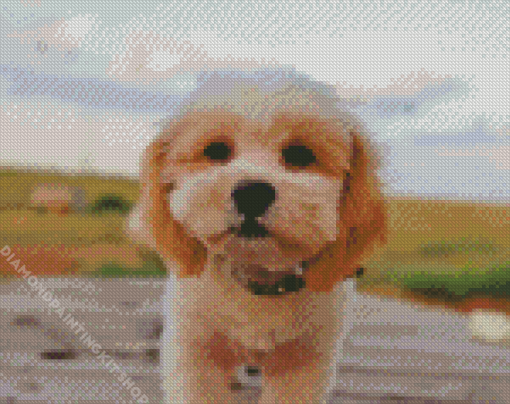 Shihpoo Dog Diamond Painting