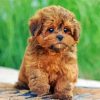 Shihpoo Puppy Diamond Painting