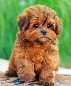 Shihpoo Puppy Diamond Painting