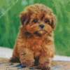 Shihpoo Puppy Diamond Painting