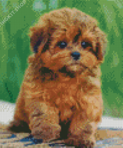 Shihpoo Puppy Diamond Painting