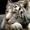 Sleepy White Siberian Tiger Diamond Painting