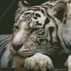 Sleepy White Siberian Tiger Diamond Painting