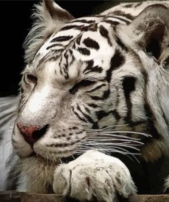 Sleepy White Siberian Tiger Diamond Painting