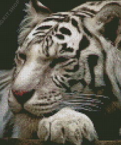 Sleepy White Siberian Tiger Diamond Painting