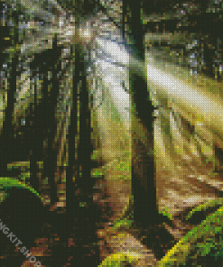 Trees Forest Light Diamond Painting