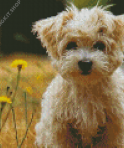 Cute Morkie Diamond Painting