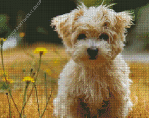 Cute Morkie Diamond Painting