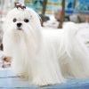 White Maltese Dog Diamond Painting