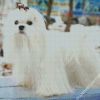 White Maltese Dog Diamond Painting