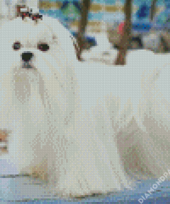 White Maltese Dog Diamond Painting