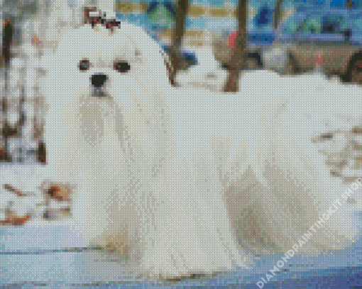 White Maltese Dog Diamond Painting