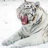 White Siberian Tiger Diamond Painting