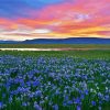 Wild Blue Iris Field Diamond Painting