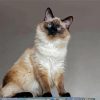 Balinese Cat Diamond Painting