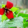 Beautiful Trillium Flower Diamond Painting