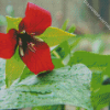 Beautiful Trillium Flower Diamond Painting