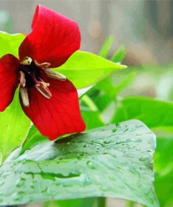 Beautiful Trillium Flower Diamond Painting