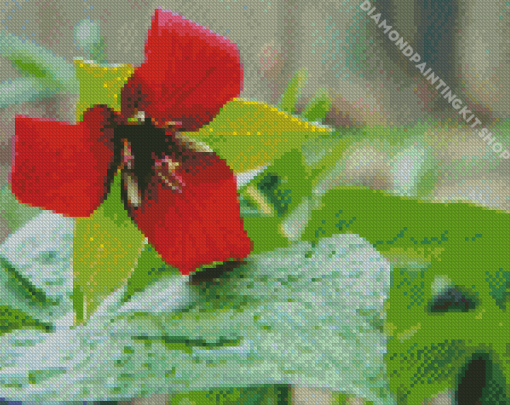 Beautiful Trillium Flower Diamond Painting