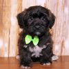 Black Shorkie Dog Diamond Painting