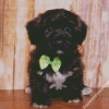 Black Shorkie Dog Diamond Painting