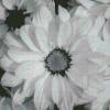 Black And White Flowers Diamond Painting