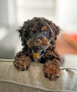 Black Poodle Puppy Diamond Painting