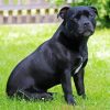 Black Staffy Diamond Painting