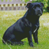 Black Staffy Diamond Painting