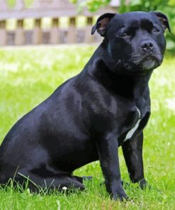 Black Staffy Diamond Painting