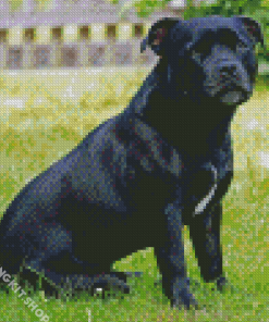 Black Staffy Diamond Painting