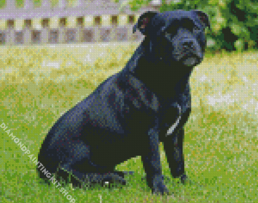 Black Staffy Diamond Painting