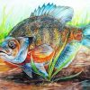 Bluegill Fish Art Diamond Painting