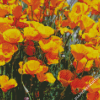 California Poppies Diamond Painting