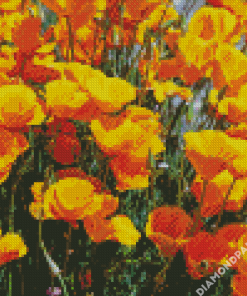 California Poppies Diamond Painting