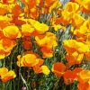 California Poppies Diamond Painting