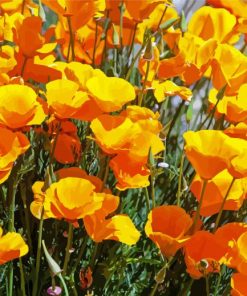 California Poppies Diamond Painting