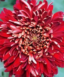 Chrysanthemums Chinese Flower Diamond Painting