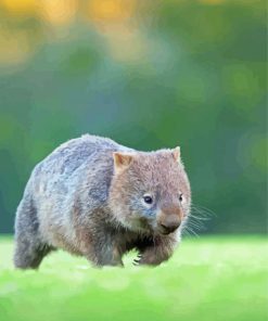 Cute Little Wombat Diamond Painting