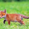 Fox Cub Diamond Painting