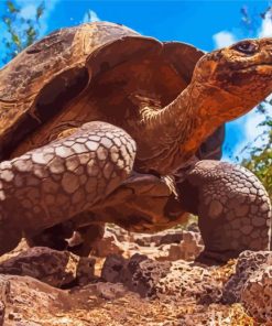 Giant Turtle Reptile Diamond Painting