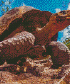 Giant Turtle Reptile Diamond Painting