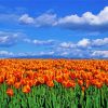 Orange Tulips Field Diamond Painting