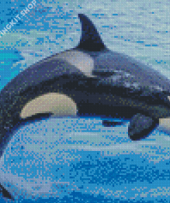 Orca Fish Diamond Painting