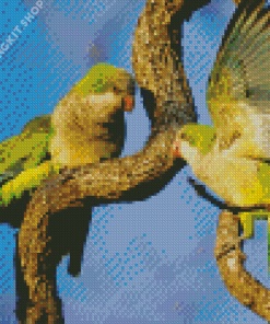 Quaker Parrot Birds Diamond Painting