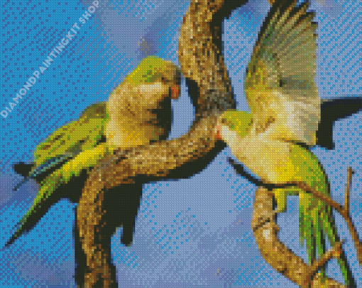 Quaker Parrot Birds Diamond Painting