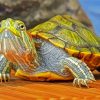 Red Eared Slider Turtle Diamond Painting