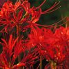 Red Spider Lily Flowers Diamond Painting